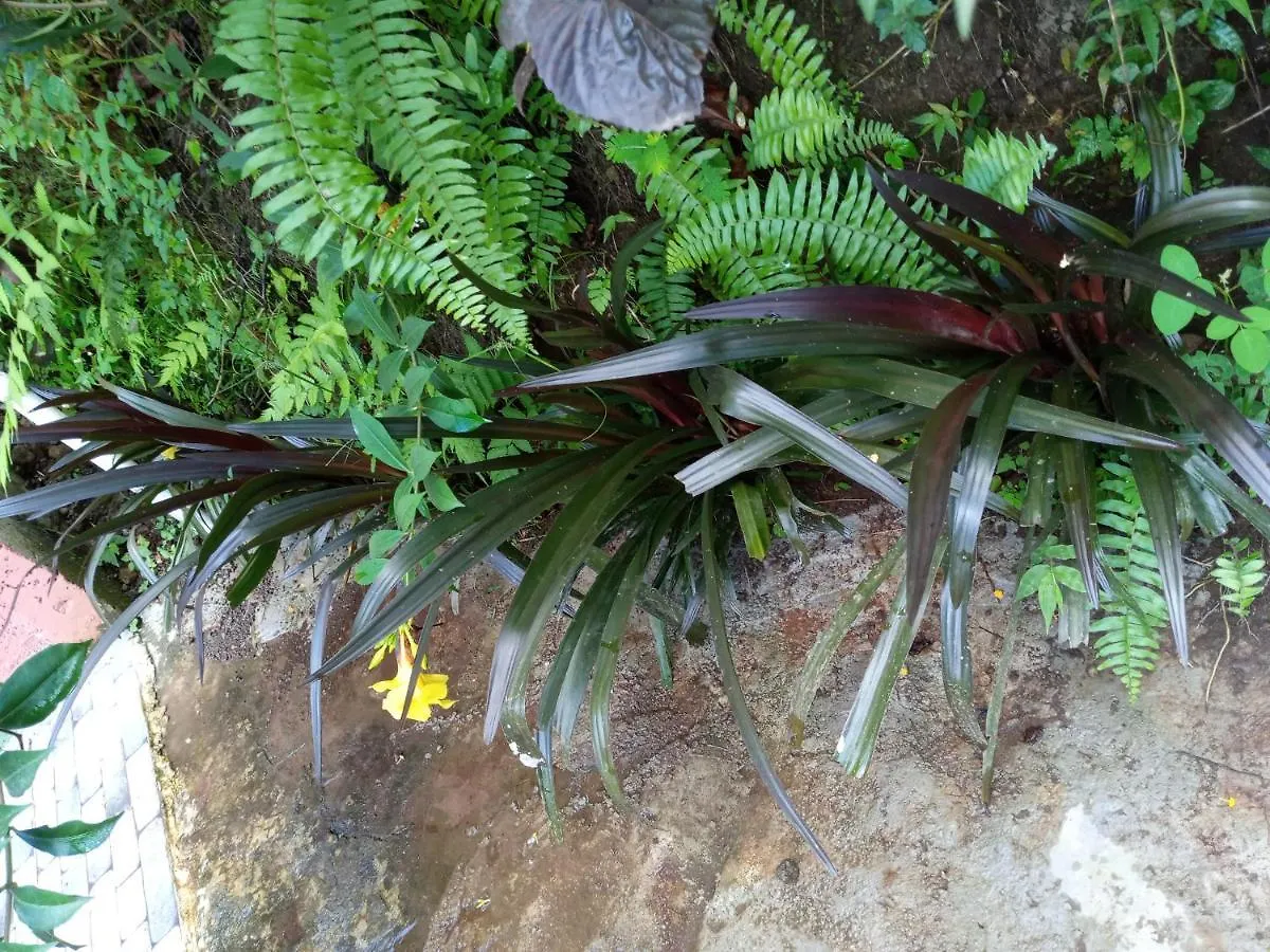 רוזו Berkey'S Jungle Paradise