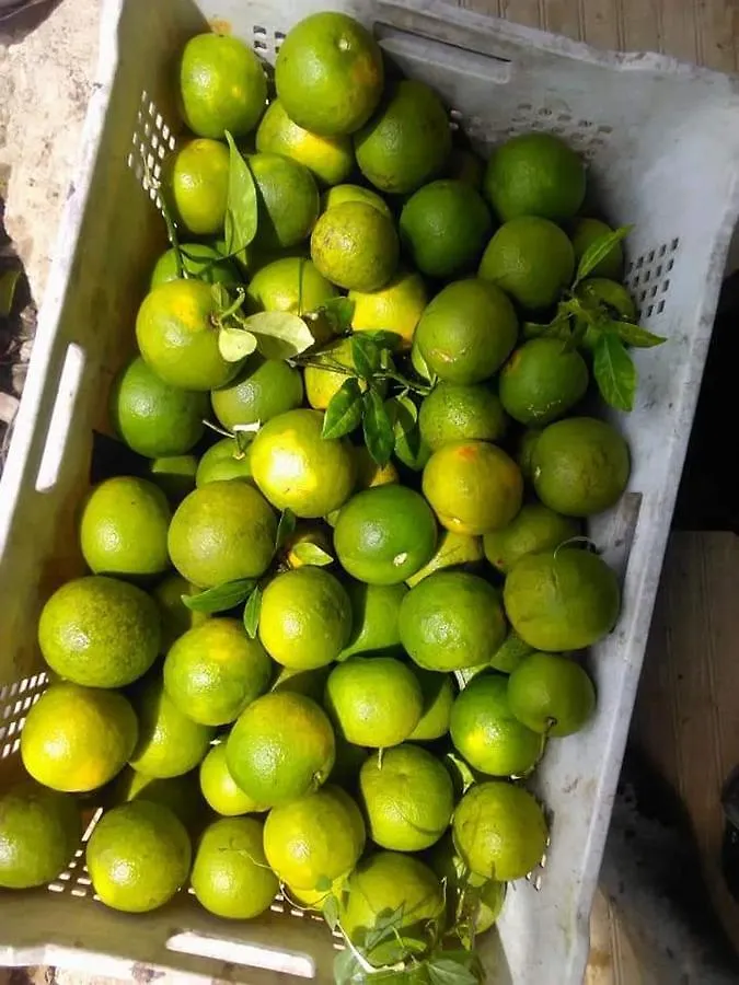 בית נופש רוזו Berkey'S Jungle Paradise
