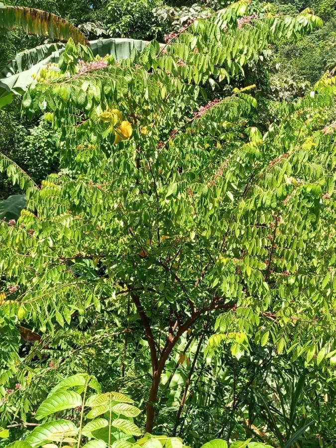 בית נופש רוזו Berkey'S Jungle Paradise דומיניקה