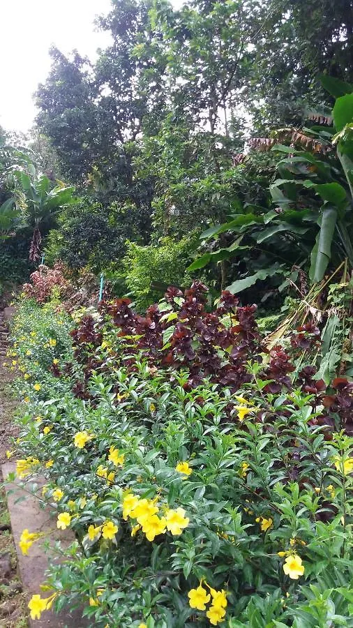 בית נופש רוזו Berkey'S Jungle Paradise