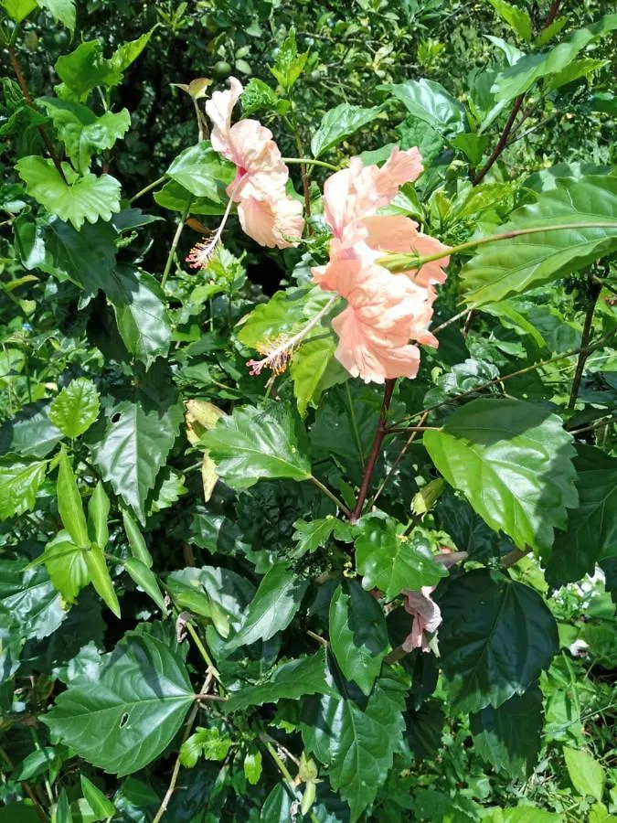 בית נופש רוזו Berkey'S Jungle Paradise