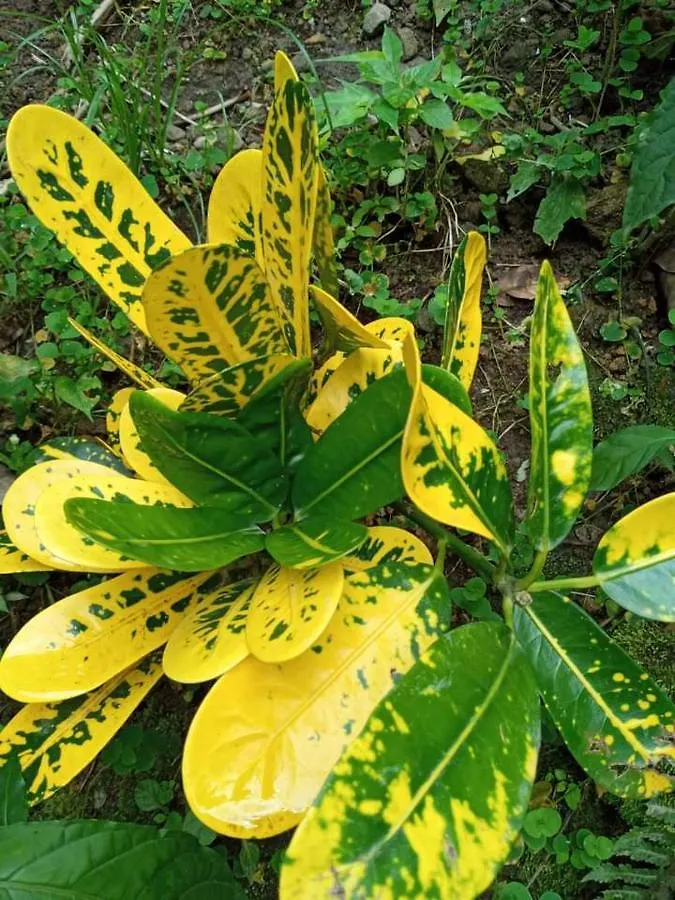 בית נופש רוזו Berkey'S Jungle Paradise דומיניקה