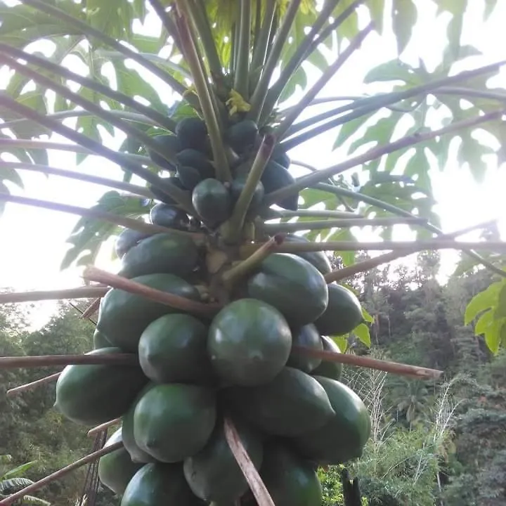 Berkey'S Jungle Paradise Roseau 0*,