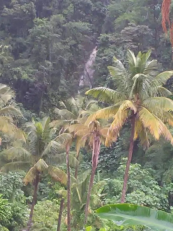 Berkey'S Jungle Paradise Roseau Casa de Férias