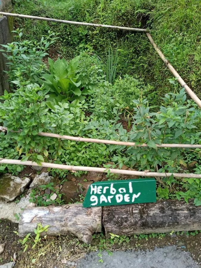 Berkey'S Jungle Paradise Roseau Dominica