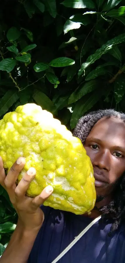 Berkey'S Jungle Paradise Roseau Dominica