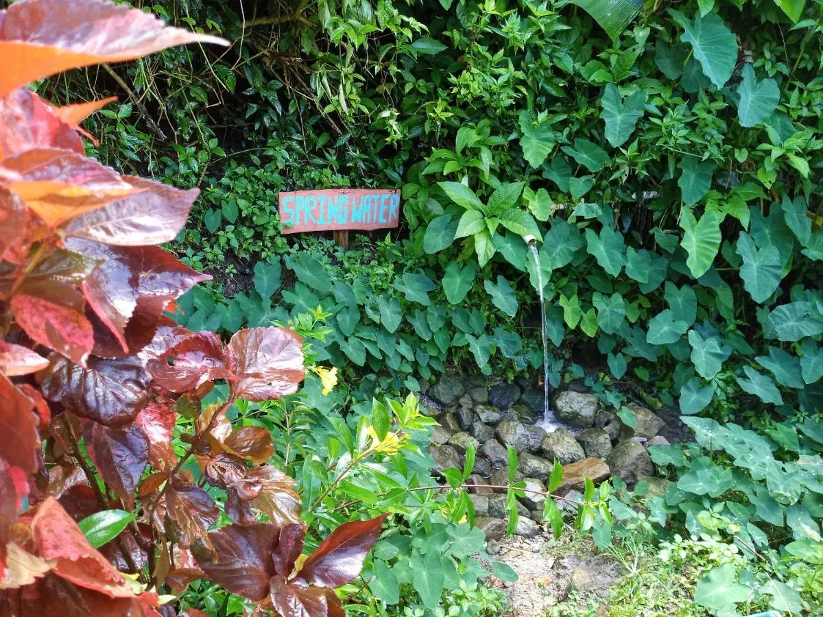 Berkey'S Jungle Paradise Roseau 0*,  Dominica